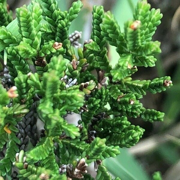 Calluna vulgaris ഇല