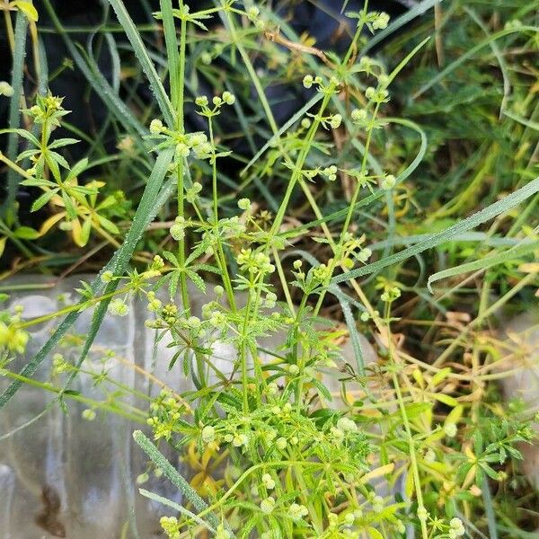 Galium spurium Характер