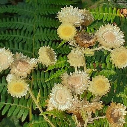 Helichrysum foetidum Lorea