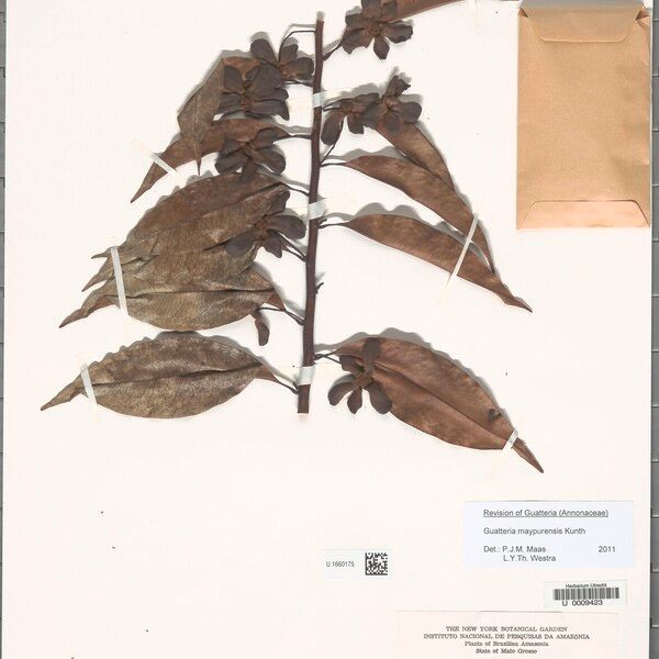 Guatteria maypurensis Blad