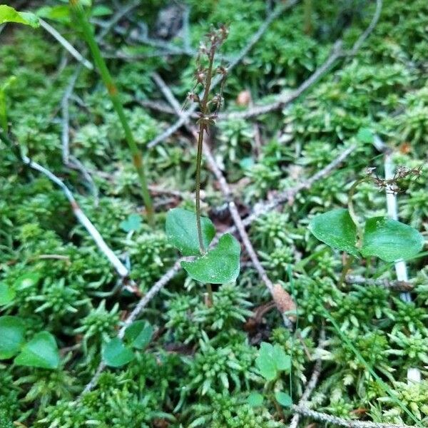 Neottia cordata Flower