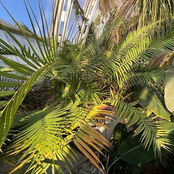 Ceratozamia mexicana Habit