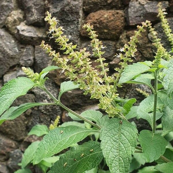 Ocimum gratissimum Kvet