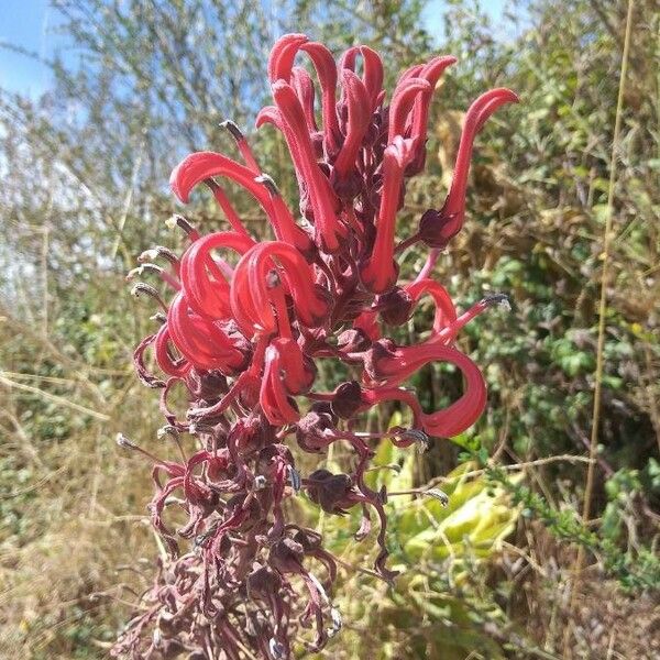 Lobelia tupa Žiedas