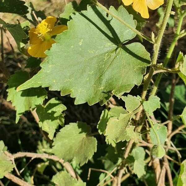 Abutilon mauritianum Leaf