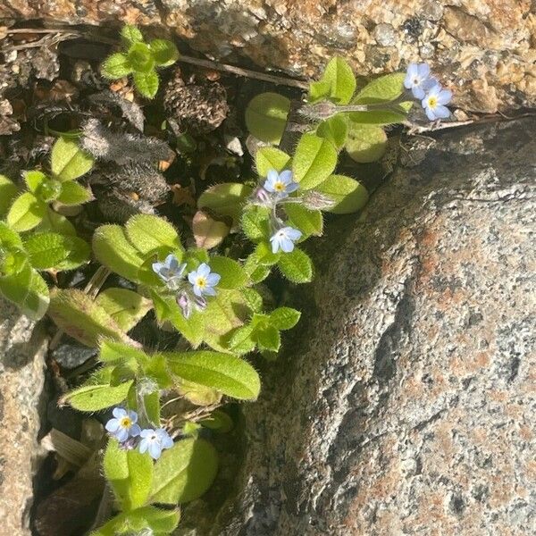 Myosotis arvensis Folha