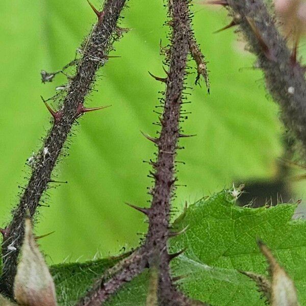 Rubus pruinosus 树皮