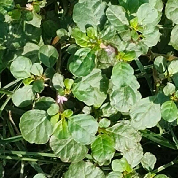 Trianthema portulacastrum Flower