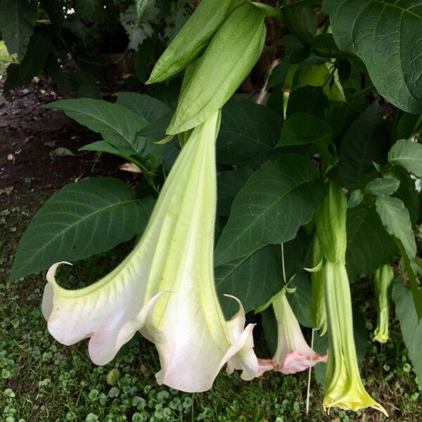 Brugmansia suaveolens Flower