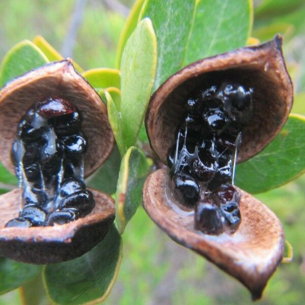 Pittosporum poumense Vrucht