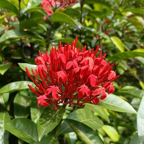 Ixora chinensis Blüte