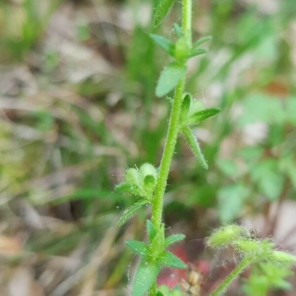 Veronica arvensis Φρούτο