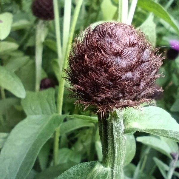 Centaurea nigra Blüte