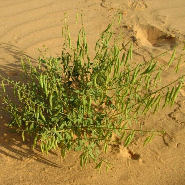 Cleome amblyocarpa Habit