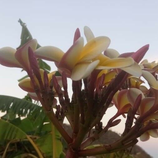 Plumeria rubra Flower