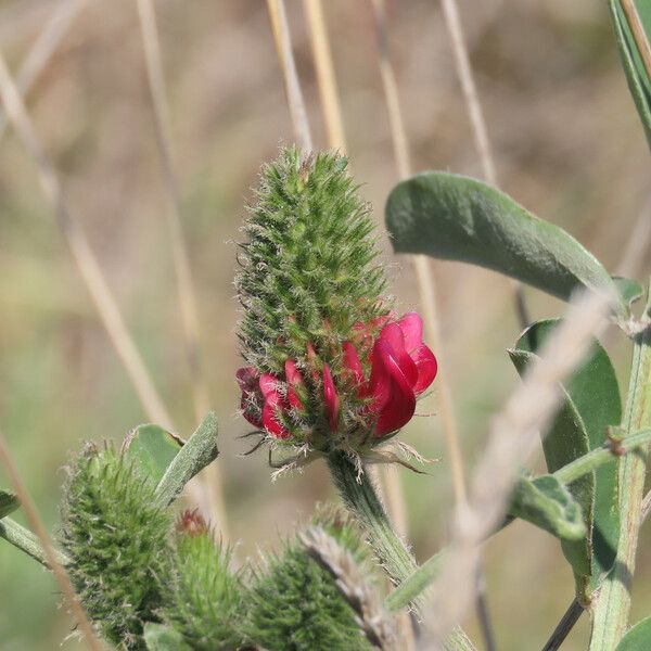 Hedysarum coronarium Flower