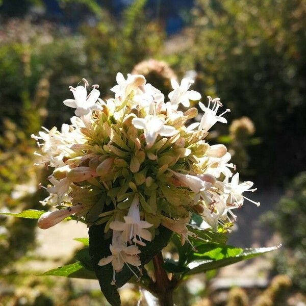 Abelia chinensis Blüte