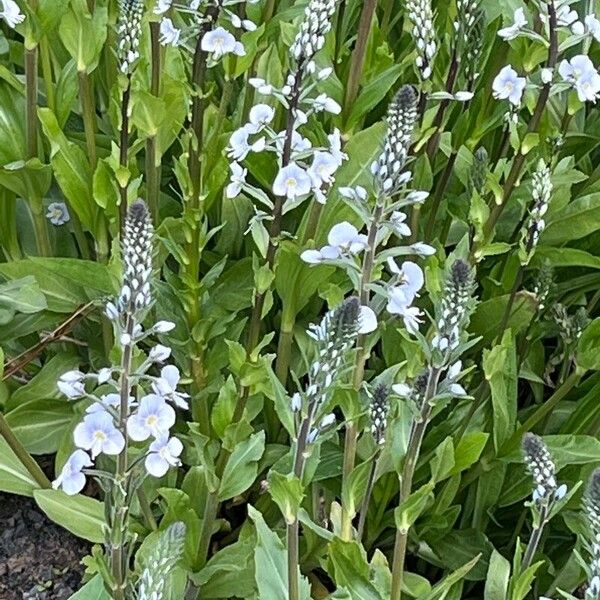 Veronica gentianoides 花