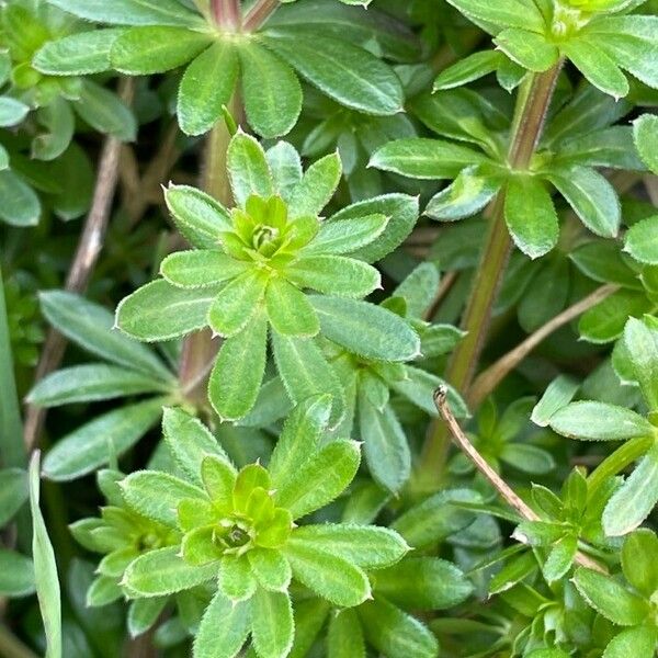 Galium mollugo Liść