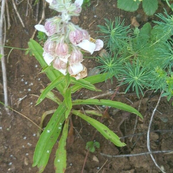 Digitalis lanata Fiore