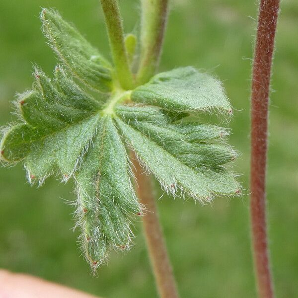 Potentilla crantzii Folha