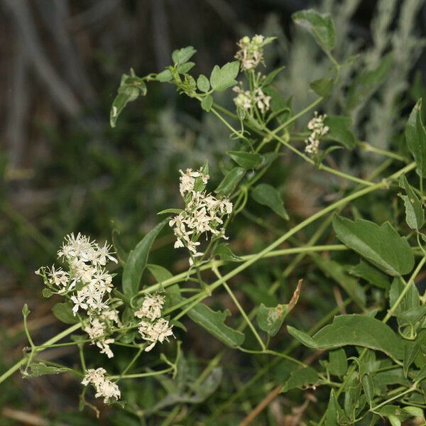 Clematis ligusticifolia Celota