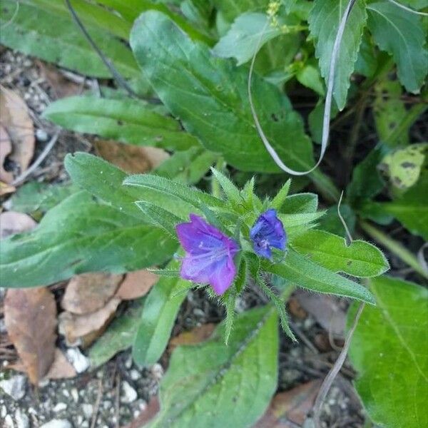 Echium plantagineum Blomst