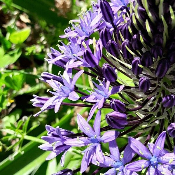 Scilla peruviana Цвят