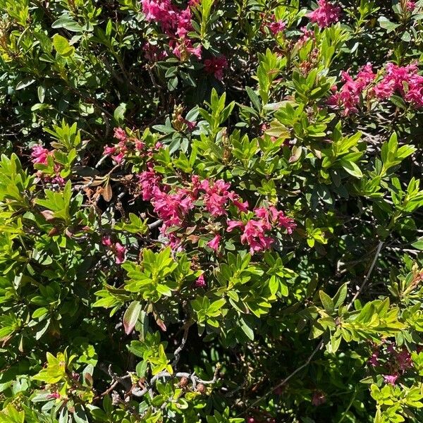 Rhododendron hirsutum Flower