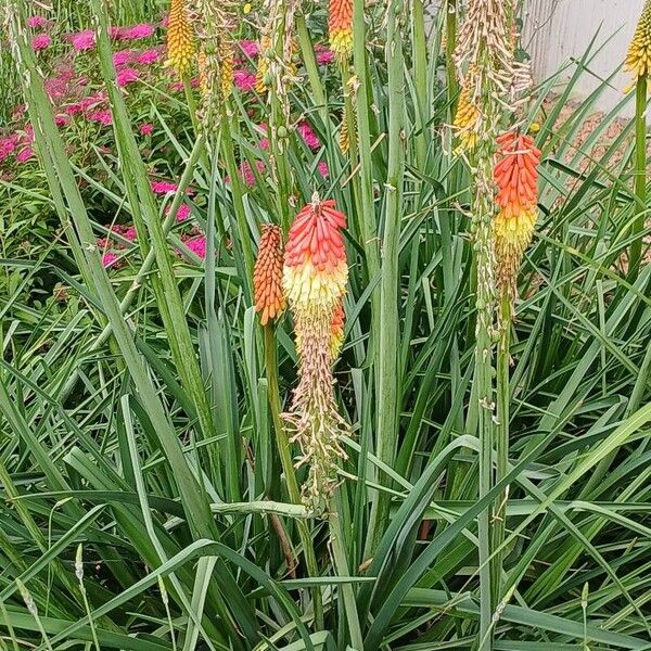 Kniphofia uvaria Хабит