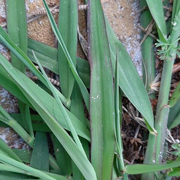 Paspalum dilatatum Feuille