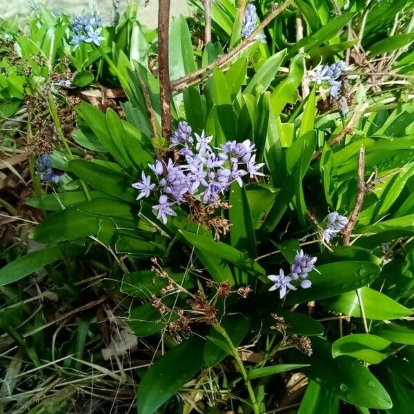 Scilla lilio-hyacinthus Цвят