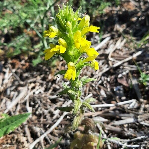 Parentucellia viscosa Habit