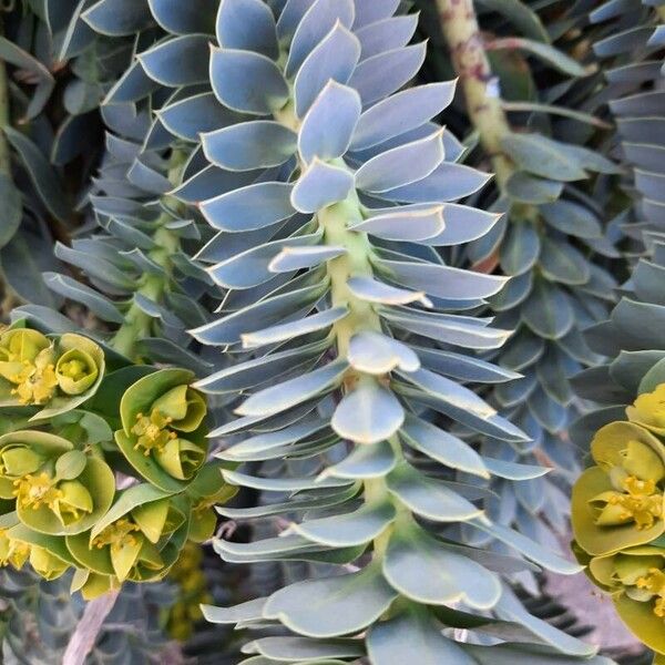 Euphorbia myrsinites Blad