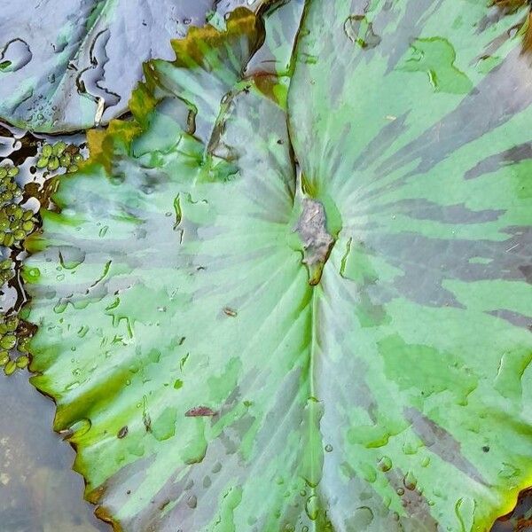 Nymphaea nouchali Leaf