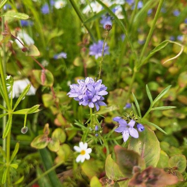 Gilia capitata List