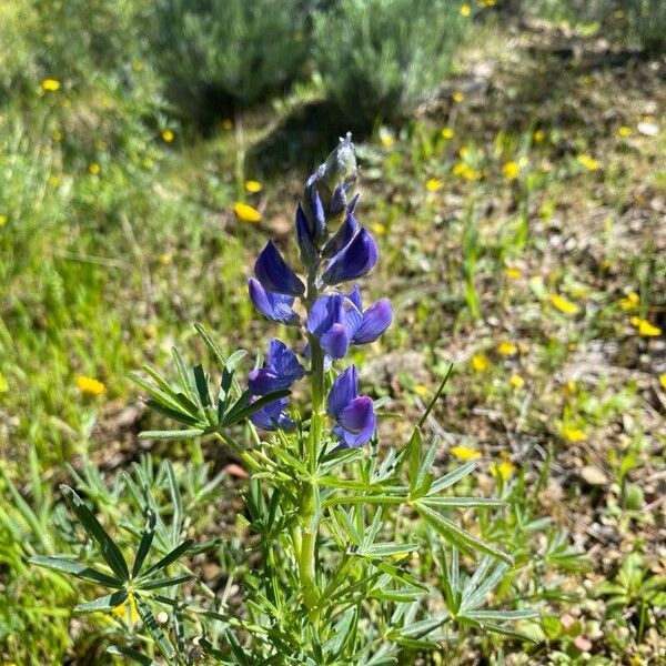 Lupinus angustifolius Cvet