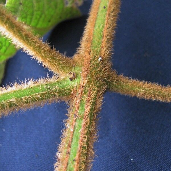 Amphilophium pannosum Casca