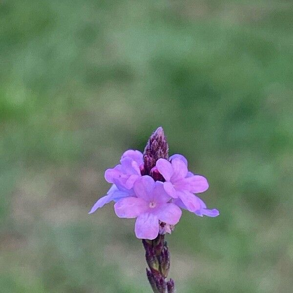 Verbena officinalis Çiçek