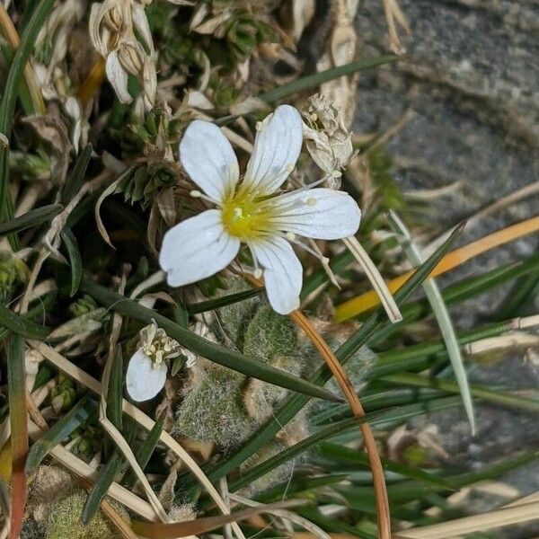 Arenaria grandiflora 花