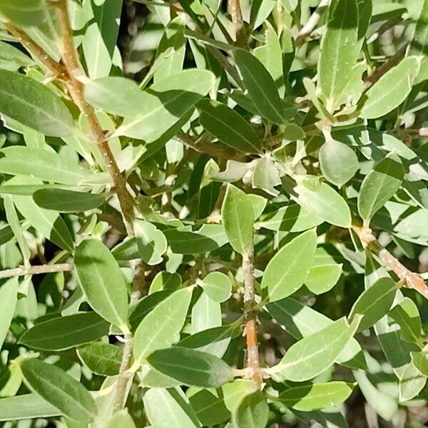 Phillyrea angustifolia Leaf