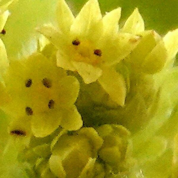 Alchemilla mollis Virág