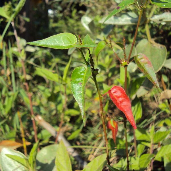 Microstachys corniculata Blatt