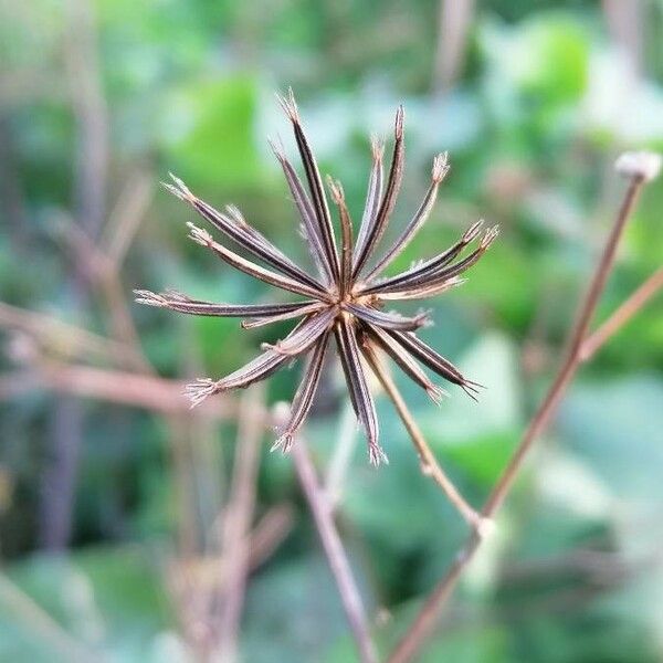 Bidens bipinnata 果實