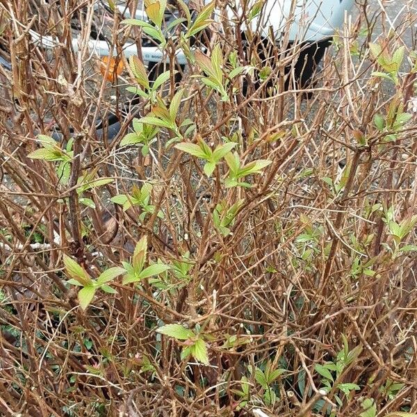 Spiraea cantoniensis Plante entière