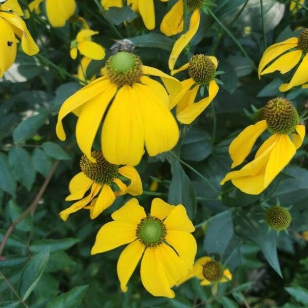 Rudbeckia nitida Квітка