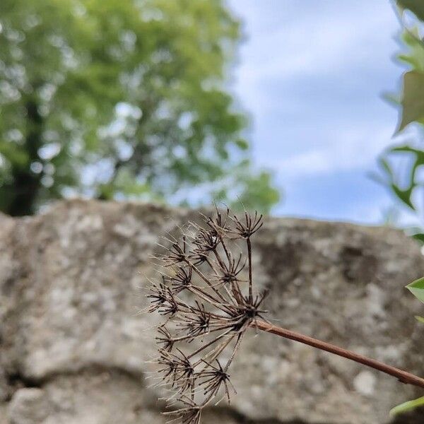 Bupleurum fruticosum Fruit