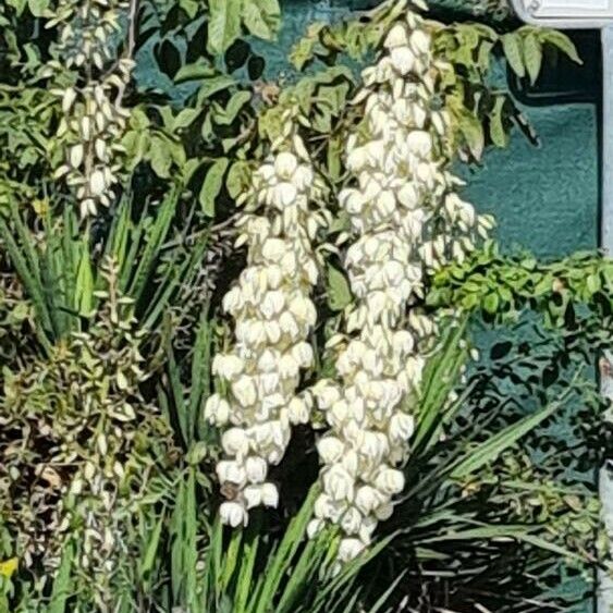 Yucca gloriosa Çiçek