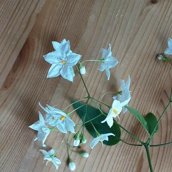 Solanum laxum Flors