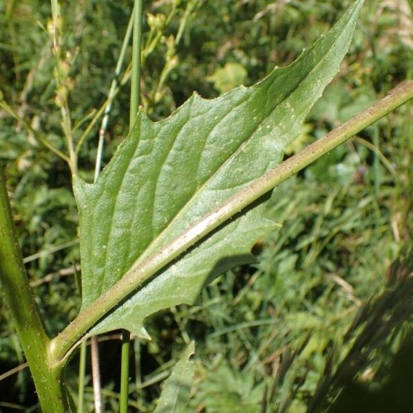 Bunias orientalis Leaf